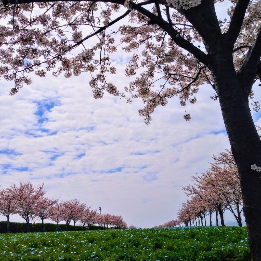 舞洲ネモフィラ祭りの桜コラボゾーンエリアから遠景をのぞむ風景