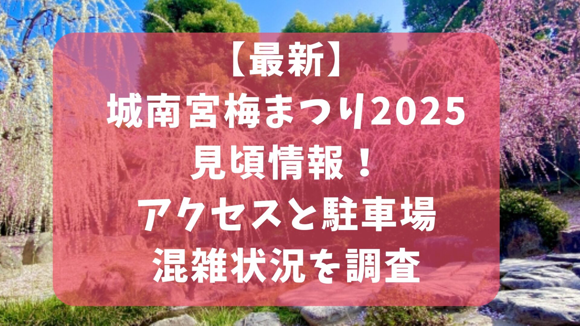 最新城南宮梅まつり2025見頃情報！アクセスと駐車場混雑状況を調査タイトル修正